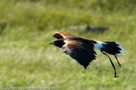 Roofvogels